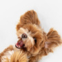10 alimentos prohibidos para los perros  10 alimentos prohibidos para los perros on the run maltipu little dog is posing 1 90x90