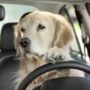 ¿CÓMO DEBEN IR LOS PERROS EN EL COCHE?  ¿CÓMO DEBEN IR LOS PERROS EN EL COCHE? perros en coche 202063724 1578006588 5 90x90