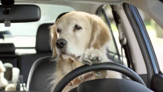 ¿CÓMO DEBEN IR LOS PERROS EN EL COCHE?  ¿CÓMO DEBEN IR LOS PERROS EN EL COCHE? perros en coche 202063724 1578006588 5