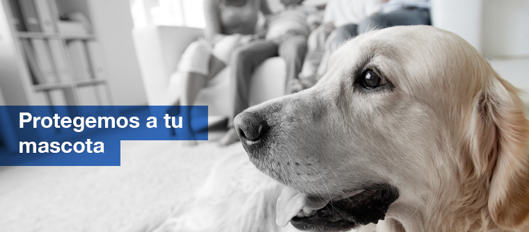 La Importancia de Hacer un Seguro para Nuestras Mascotas con Calahorra Seguros seguro para mascotas en ciudad real La Importancia de Hacer un Seguro para Nuestras Mascotas con Calahorra Seguros mascotas 760x334