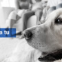 La Importancia de Hacer un Seguro para Nuestras Mascotas con Calahorra Seguros seguro para mascotas en ciudad real La Importancia de Hacer un Seguro para Nuestras Mascotas con Calahorra Seguros mascotas 90x90