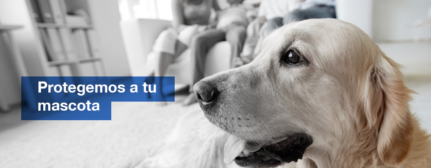 La Importancia de Hacer un Seguro para Nuestras Mascotas con Calahorra Seguros seguro para mascotas en ciudad real La Importancia de Hacer un Seguro para Nuestras Mascotas con Calahorra Seguros mascotas