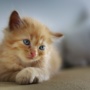 Multas y obligaciones de la Ley de Bienestar Animal para gatos: todo lo que necesitas saber  Multas y obligaciones de la Ley de Bienestar Animal para gatos: todo lo que necesitas saber gato mascota animal 90x90