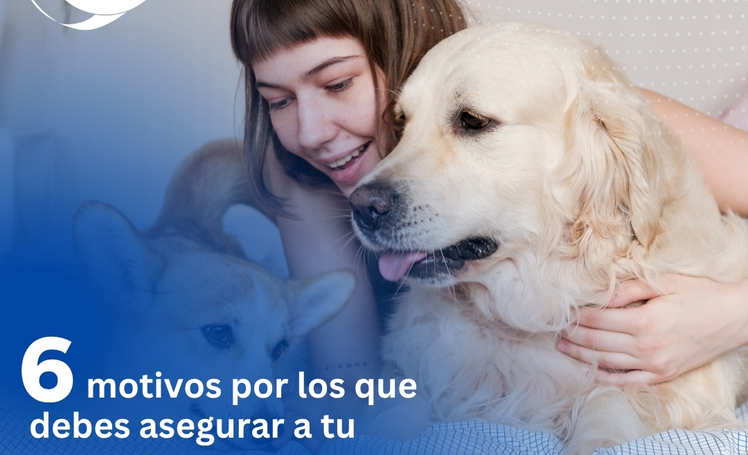 6 motivos por los que debes asegurar a tu mascota  6 motivos por los que debes asegurar a tu mascota Post de Instagram Seguros Aseguradora Moderno Azul Blanco 1 1080x658
