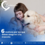 6 motivos por los que debes asegurar a tu mascota  6 motivos por los que debes asegurar a tu mascota Post de Instagram Seguros Aseguradora Moderno Azul Blanco 1 90x90